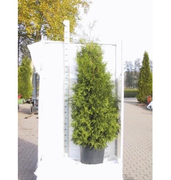Thuja occidentalis Brabant C35 Lit. 225-250 cm