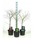 Acer dissectum Mix C5 Lit. 50-60 cm