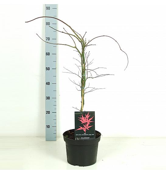 Acer palmatum dissectum Inaba Shidare C5 Lit. 50-60 cm