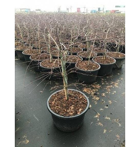 Acer palmatum dissectum Inaba Shidare C25 Lit. 40-60 cm