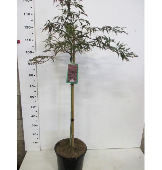Acer palmatum dissectum Inaba Shidare C10 Lit. Na steblu 80 cm