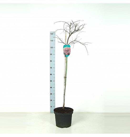 EXCELLENT ACER Acer palmatum dissectum Garnet