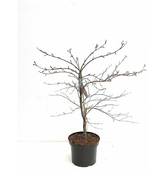 Acer palmatum dissectum Garnet C7,5 Lit. 40-60 cm