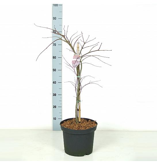 Acer palmatum dissectum Crimson Queen C7,5 Lit. 60-80 cm
