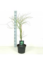 Acer palmatum dissectum C7,5 Lit. 40-60 cm