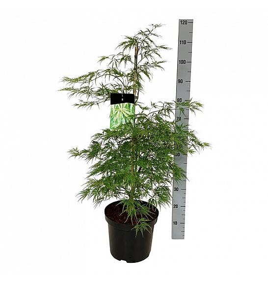 Acer palmatum dissectum C10 Lit. 80-100 cm