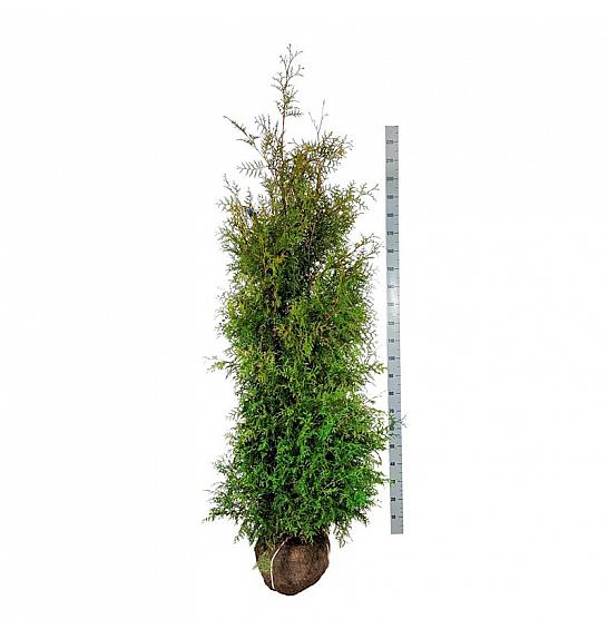 Thuja occidentalis Brabant bala 200-225 cm extra