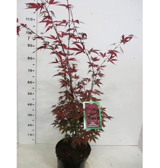 Acer palmatum Atropurpureum C10 Lit. 80-100 cm