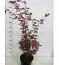 Acer palmatum Atropurpureum C10 Lit. 100-120 cm