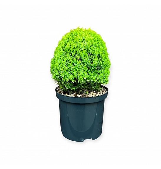 Thuja occidentalis Anniek ᴾᴮᴿ C2,5 Lit. 20-25 cm