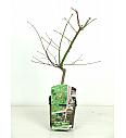 Acer japonicum Aconitifolium C3 Lit. 30-50 cm