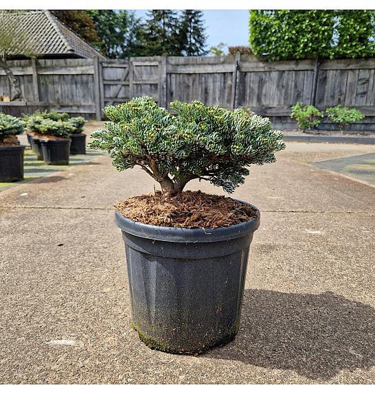 Abies koreana Kohouts Icebreaker C8 Lit. 20-25 cm
