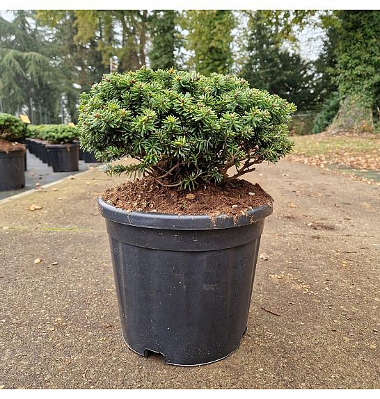 Abies koreana Brillant C11 Lit. 30/+ cm