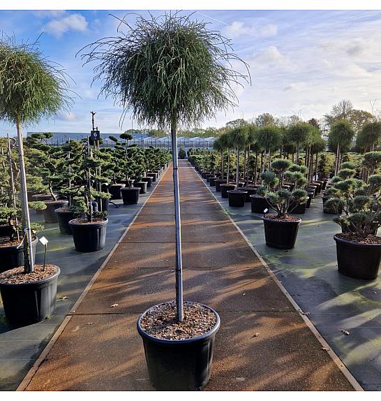 Thuja occidentalis Filiformis C65 Lit. Na steblu 140 cm