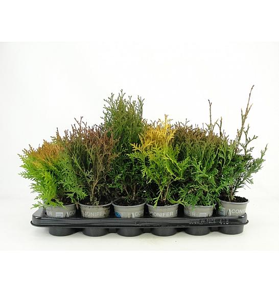 Thuja Mix Ø9
