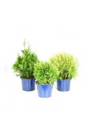 Thuja Mix C5 Lit. 30-40 cm