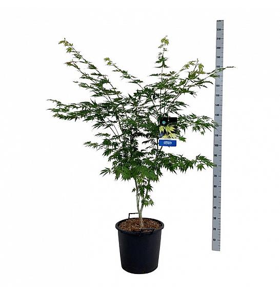 Acer pseudosieboldianum Arctic Jade® C30 Lit. 125-150 cm extra
