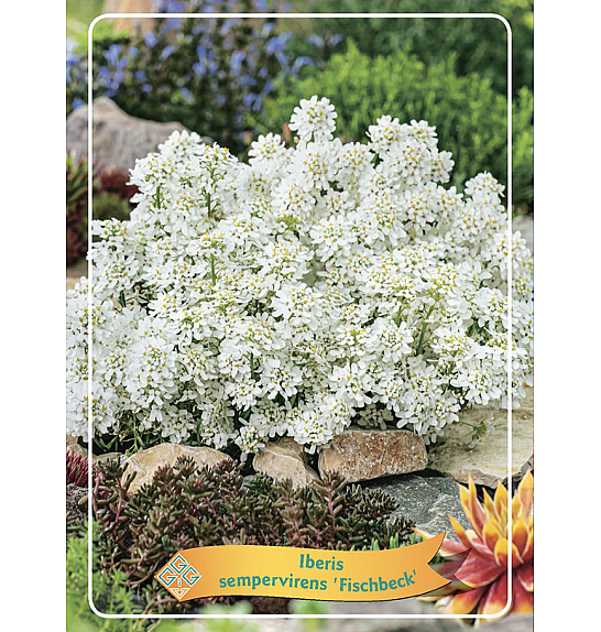 Iberis sempervirens Fischbeck Ø11
