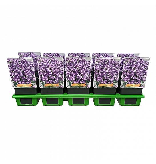 Phlox paniculata Early® Purple Eye Ø11