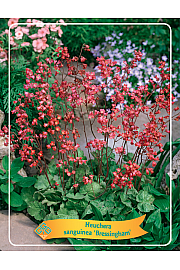 Heuchera sanguinea Bressingham Ø11
