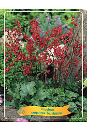 Heuchera sanguinea Leuchtkäfer Ø11