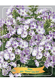 Phlox paniculata Flame® Lilac Star Ø11