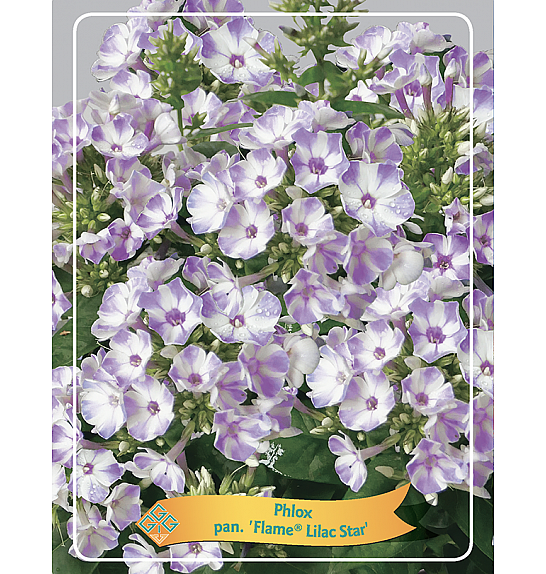 Phlox paniculata Flame® Lilac Star Ø11