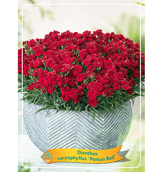 Dianthus caryophyllus Peman Red Ø11