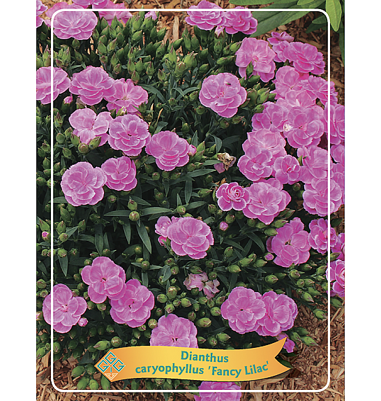 Dianthus caryophyllus Fancy Lilac Ø11