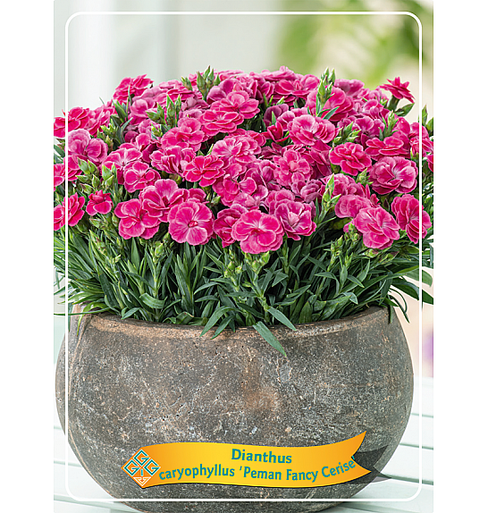 Dianthus caryophyllus Peman Fancy Cerise Ø11