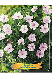 Geranium sanguineum Vision Pink Ø11