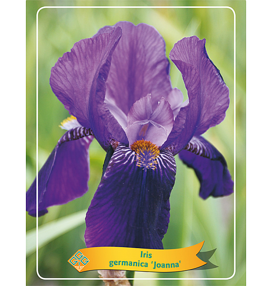 Iris germanica Joanna Ø11
