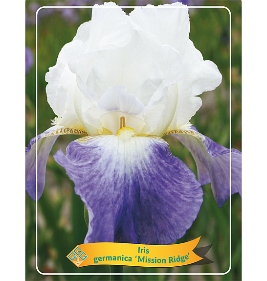 Iris germanica Mission Ridge Ø11