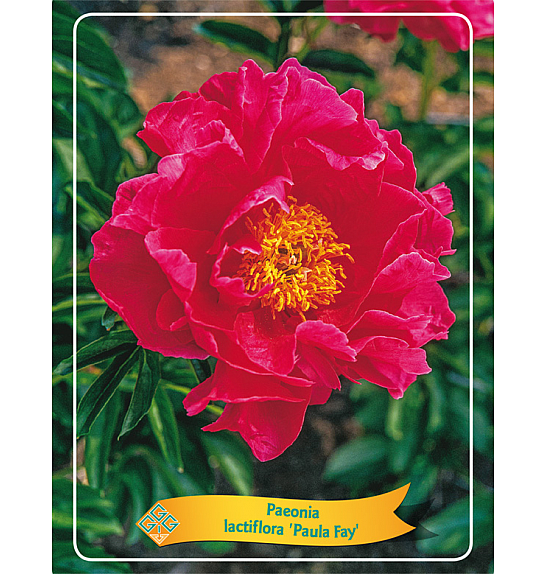 Paeonia lactiflora Paula Fay Ø11