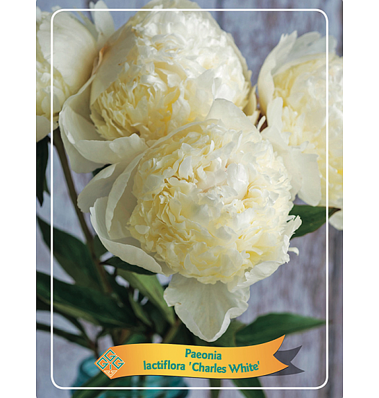 Paeonia lactiflora Charles White Ø11