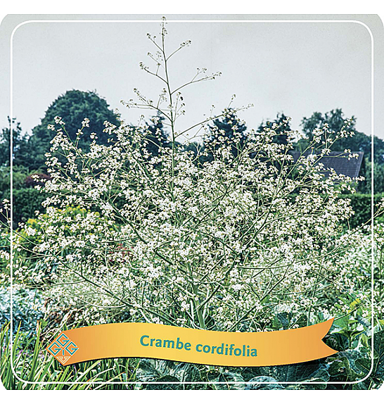 Crambe Cordifolia C5 lit.