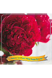 Paeonia lactiflora Many Happy Returns C5 Lit.