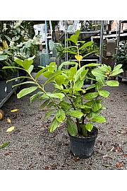 Prunus laurocerasus Novita C4 Lit. 60-80 cm