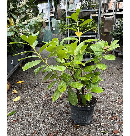Prunus laurocerasus Novita C4 Lit. 60-80 cm