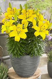 Lilium Ilse Ø11