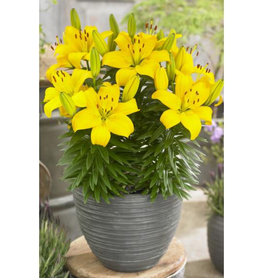 Lilium Ilse Ø11