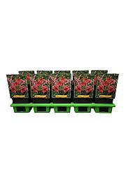 Lilium Pink Flight Ø11