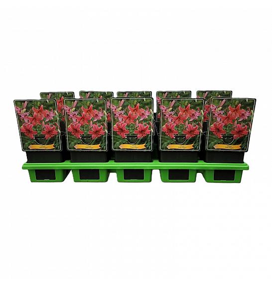 Lilium Pink Flight Ø11
