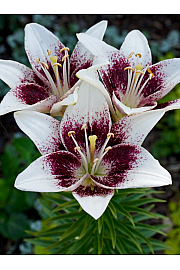 Lilium Tribal Kiss Ø11