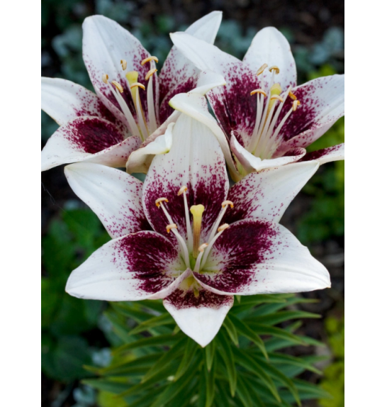 Lilium Tribal Kiss Ø11