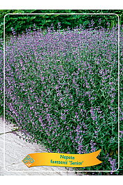 Nepeta faassenii Senior Ø11
