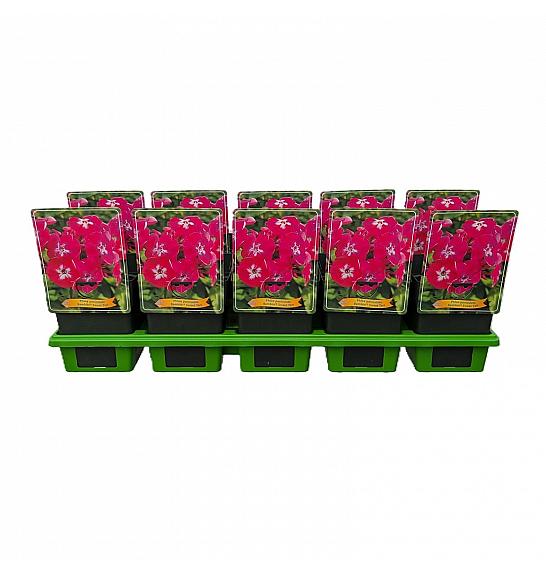 Phlox paniculata Bambini® Sweet Tart Ø11