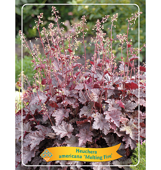Heuchera americana Melting Fire Ø11