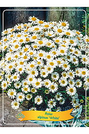 Aster alpinus White Ø11