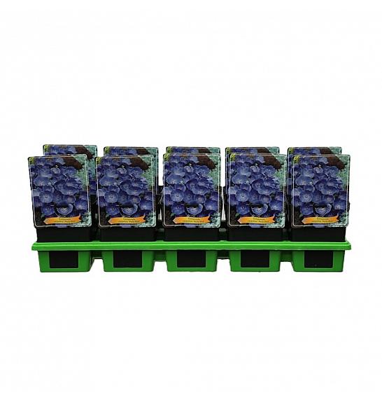 Campanula carpatica Perla Blue Ø11